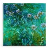 Claude Monet: Agapanthus Magnet