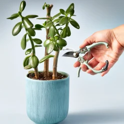 Modern Sprout Gardening Tool Pruners