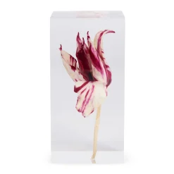 Rare Tulip Objet d’Art